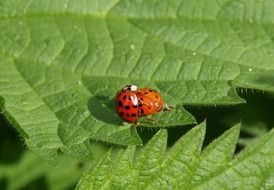 extraordinary Ladybugs