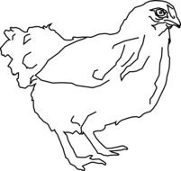 farm Chicken bird drawing