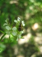 beetle on a flower among nature close-up on blurred background