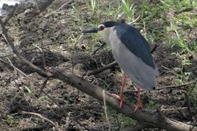 black-crowned night heron in India