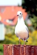 white seagull close up, front view