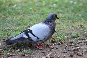 gray dove in green grass