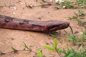 dangerous snake in nature