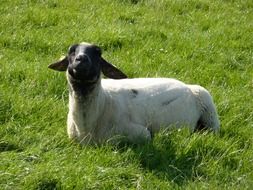 nice Sheep Animal in meadow