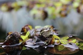 frog sitting on aquatic plant