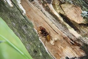 Hornet chipping wood in rotten tree trunk