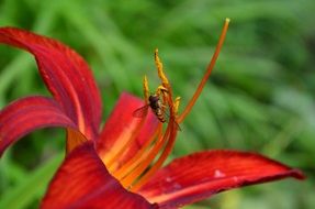 Insect on the daylily