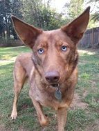 American Indian Dog close up