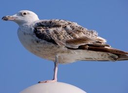 Young Gull at blue sky, bottom view