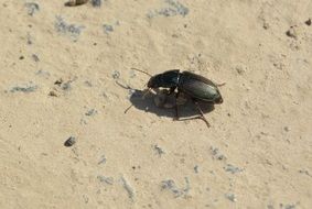 lonely Beetle on Stone closeup