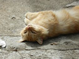 extraordinary Kitten