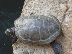 turtle on a stone above the water