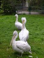 three white pelicans on green grass