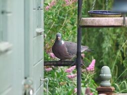 Pigeon in the garden