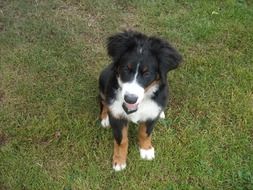 puppy sitting on the green grass