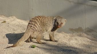 mongoose in the sand