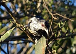 asian koel on the fig tree