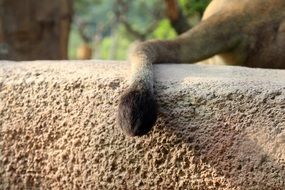 tail of a lion on a stone close-up