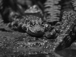 young Crocodile Stare straight, black and white