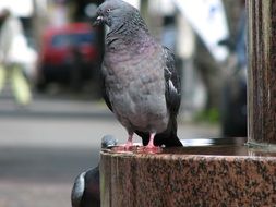 Dove on the street