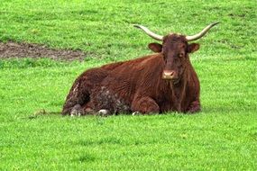 relaxed beef on the green pasture