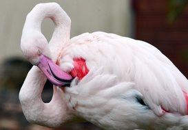 pink flamingo cleans feathers in nature