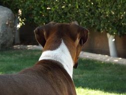 White and brown boxer puppy