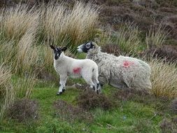 Picture of wool Sheep in a meadow