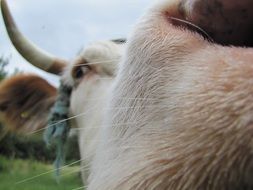 closeup of a cow nose