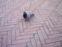 pigeon on the pavement