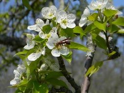 a fly on an apple tree