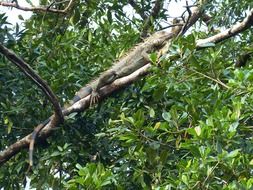 iguana on the tree in Tortuguero national park