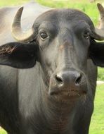 black water buffalo close-up