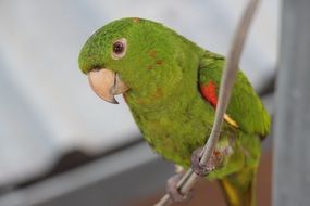 handsome Maritaca Bird Brazil