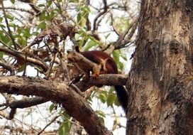 malabar giant squirrel on tree, karnataka, india