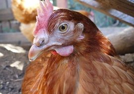 handsome Chicken