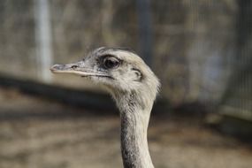 profile portrait of a flightless rhea bird