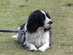 black and white hunting Dog lays down on ground