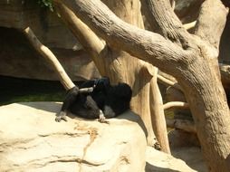 Baboon resting in zoological garden