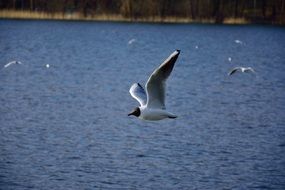 sea gulls soar over the water