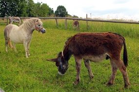 Pony Horse and Donkey