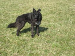 Black German longhaired dog