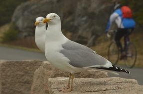 deliciously beautiful Seagulls