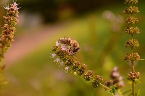 wasp on a mint flower