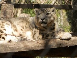 wild cat relaxing in the zoo