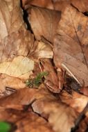 arborea frog among dry leaves