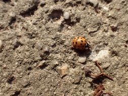 Colorful ladybug on the ground