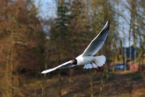 free wild seagull in flight