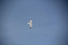 white seagull soars high in the blue sky