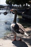 big gray goose near the pond on a sunny day